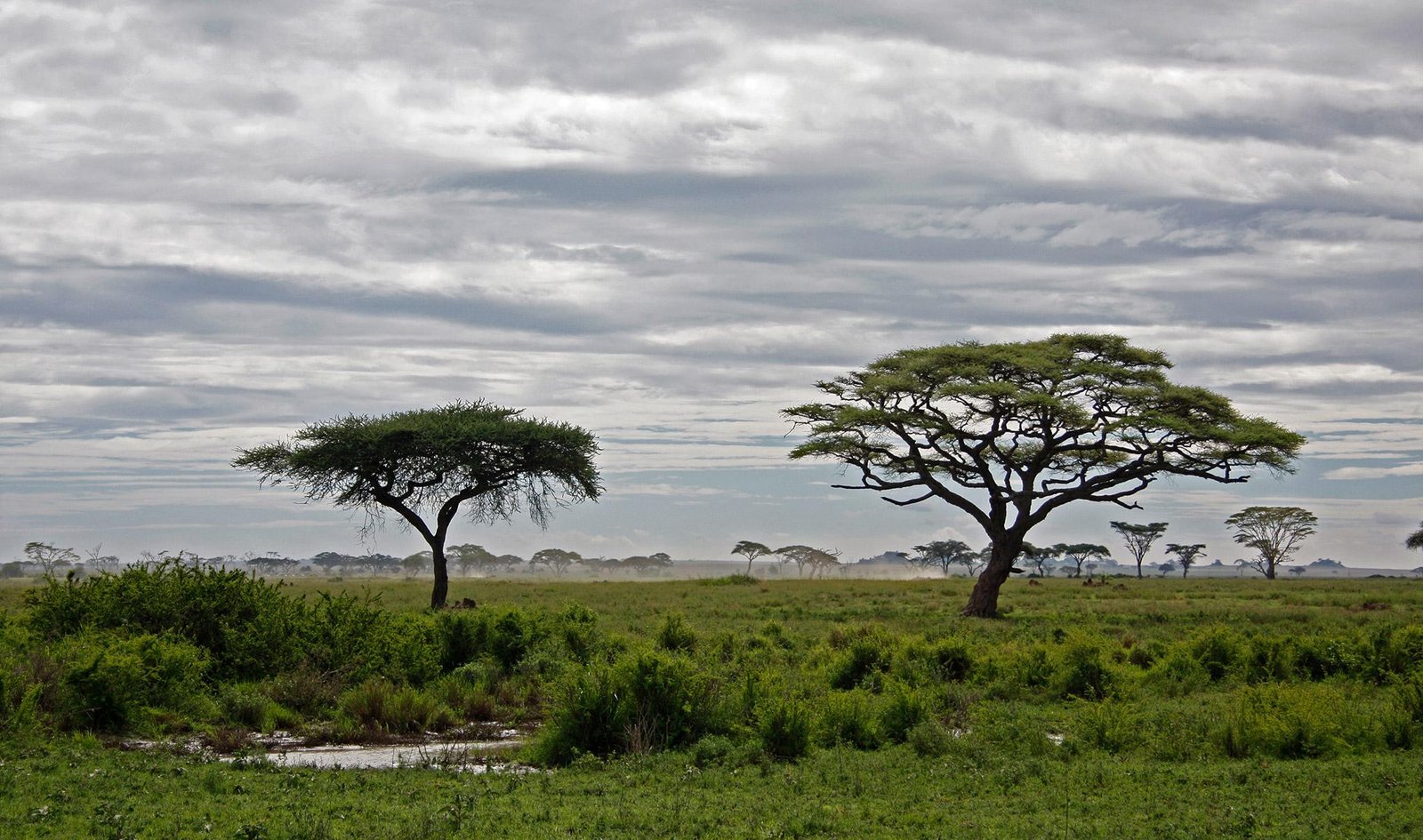 Safari vehicle observing wildlife across the Serengeti plains in Tanzania during the dry season.