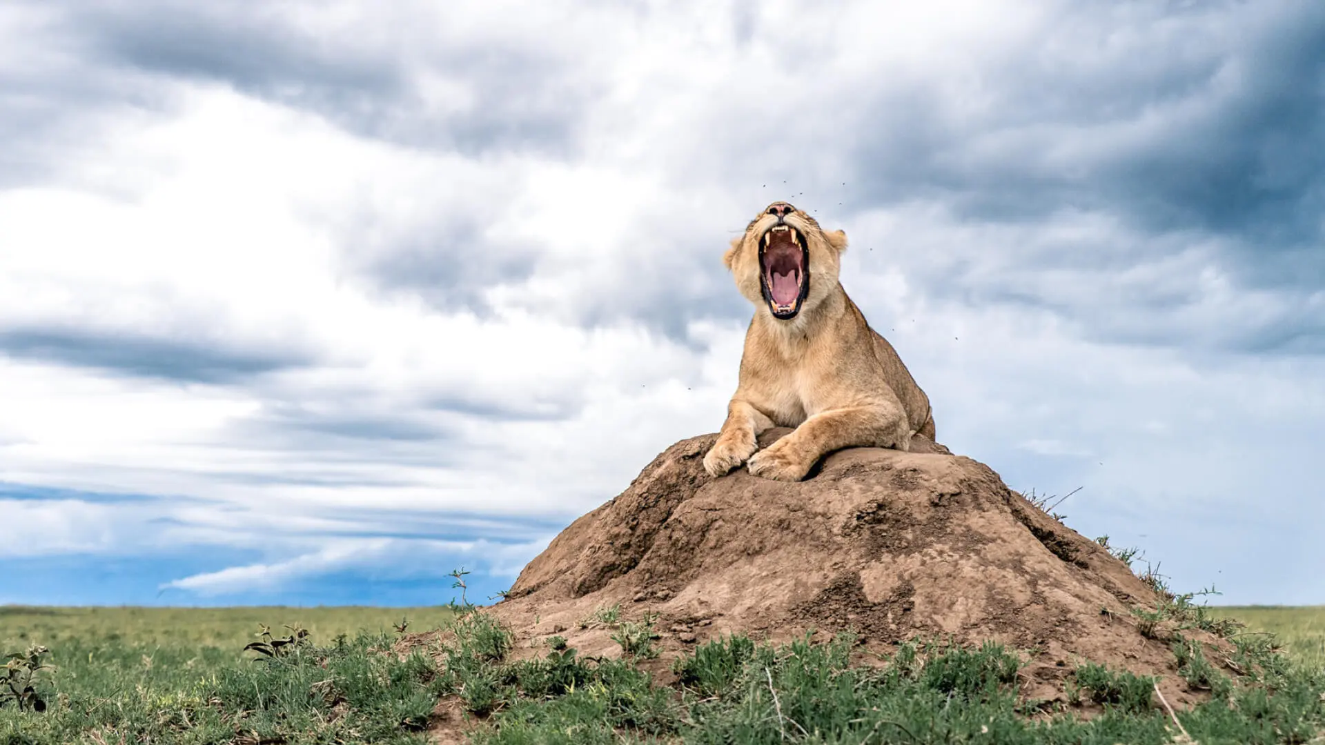 Travellers on a guided Tanzania safari watching wildlife across the Serengeti plains.