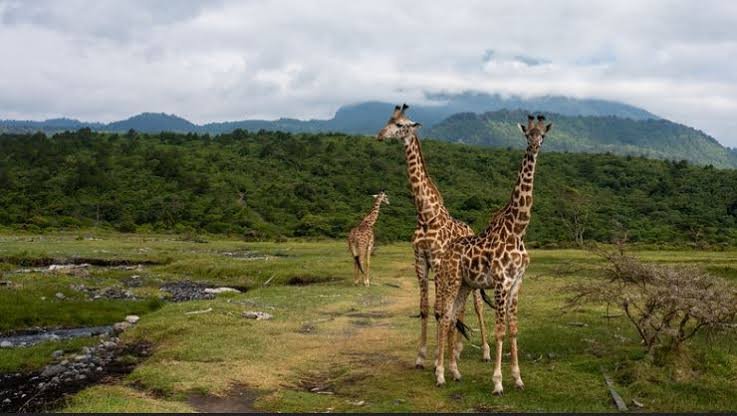What Language Is Spoken in Tanzania? A Complete Guide for Travelers
