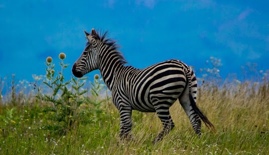 Travelers enjoying a guided day trip in Tanzania, with wildlife, scenic landscapes and safari experiences.
